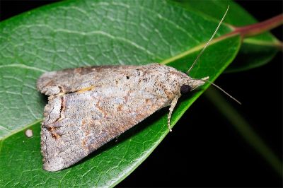 Hypocala deflorata 雄蟲