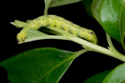 Hypocala deflorata