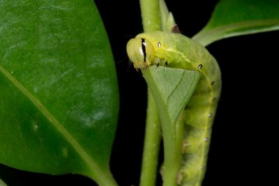 Hypocala deflorata