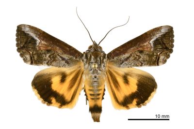 Hypocala deflorata 雄蟲