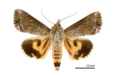 Hypocala deflorata 雄蟲