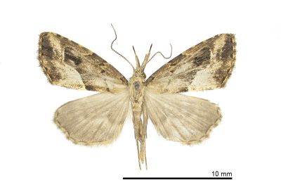 清野氏系裳蛾 Schrankia seinoi 雄蟲