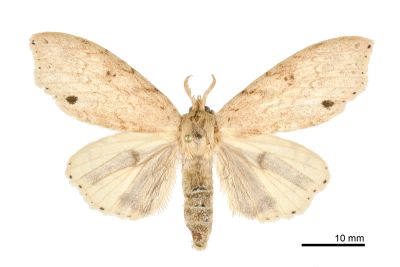 角麗毒蛾 Calliteara angulata 雌蟲