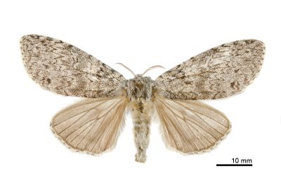 阿里山麗毒蛾 Calliteara arizana 雌蟲