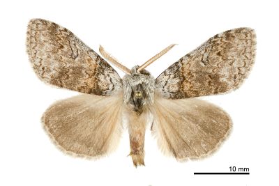 阿里山麗毒蛾 Calliteara arizana 雄蟲