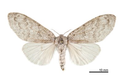 埔里麗毒蛾 Calliteara horishanella 雌蟲