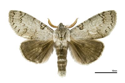 結麗毒蛾 Calliteara lunulata takamukuana 雄蟲