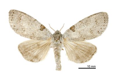 波麗毒蛾 Calliteara postfusca 雌蟲