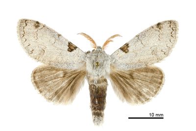 波麗毒蛾 Calliteara postfusca 雄蟲