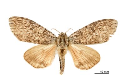 臺灣麗毒蛾 Calliteara taiwana 雌蟲