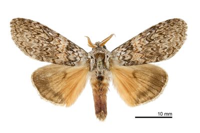 臺灣麗毒蛾 Calliteara taiwana 雄蟲