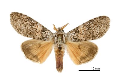 臺灣麗毒蛾 Calliteara taiwana 雄蟲
