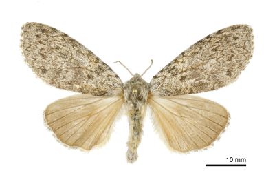 阿里山麗毒蛾 Calliteara arizana 雌蟲