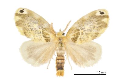 Euproctis kanshireia 雄蟲