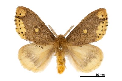 圓斑靚毒蛾 Nygmia marginata insulata 雄蟲