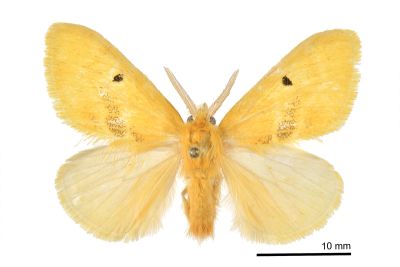 中黑點黃毒蛾 Euproctis nigricauda 雄蟲