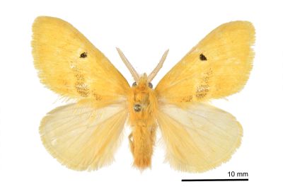 中黑點黃毒蛾 Euproctis nigricauda 雄蟲