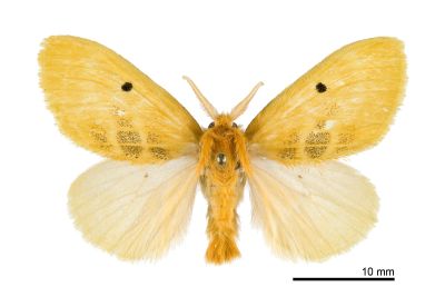 中黑點黃毒蛾 Euproctis nigricauda 雄蟲