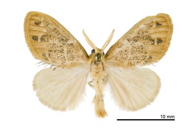 寬紋黃毒蛾 Euproctis purpureofasciata 雄蟲