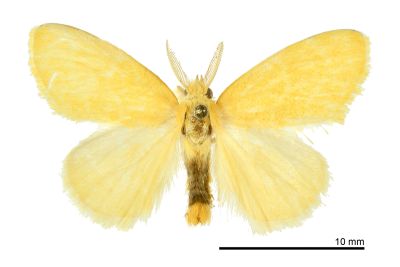 臺灣黃毒蛾 Euproctis taiwana 雄蟲