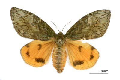 灰綠棕毒蛾 Ilema nachiensis 雌蟲