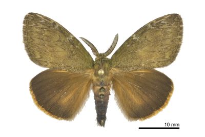 灰綠棕毒蛾 Ilema nachiensis 雄蟲