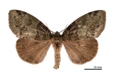 角斑棕毒蛾 Ilema olivacea 雌蟲