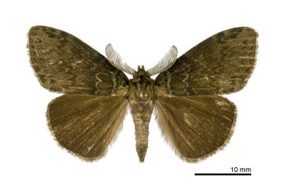 角斑棕毒蛾 Ilema olivacea 雄蟲