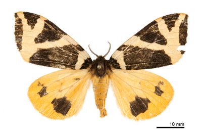 白帶谷毒蛾 Kuromondokuga albofascia albofascia