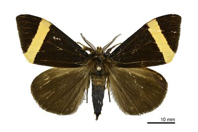 白帶谷毒蛾 Kuromondokuga albofascia albofascia 雄蟲