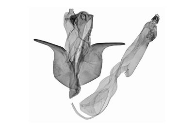 白帶谷毒蛾 Kuromondokuga albofascia albofascia 雄蟲