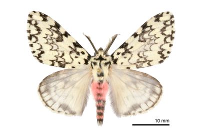 絡毒蛾 Lymantria concolor concolor 雄蟲