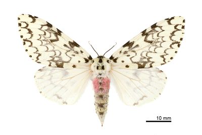 絡毒蛾 Lymantria concolor concolor 雌蟲