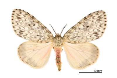 瑰毒蛾 Lymantria grisea 雌蟲