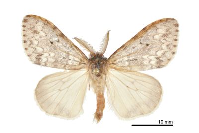 瑰毒蛾 Lymantria grisea 雄蟲