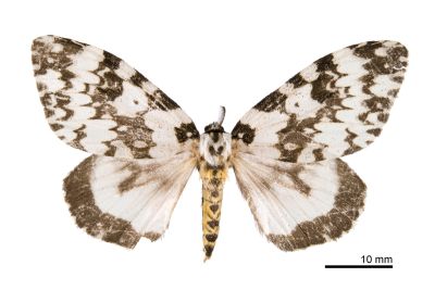 Walker, 1855 Lymantria marginata 雌蟲