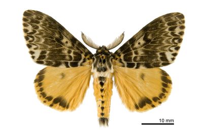 波斑毒蛾 Lymantria mathura subpallida 雄蟲
