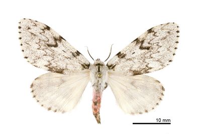 深山灰毒蛾 Lymantria pulverea 雌蟲