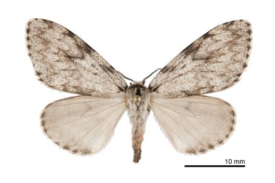 深山灰毒蛾 Lymantria pulverea 雌蟲