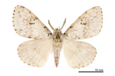 深山灰毒蛾 Lymantria pulverea 雄蟲