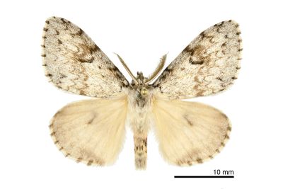 深山灰毒蛾 Lymantria pulverea 雄蟲
