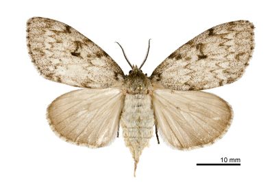 冥毒蛾 Lymantria sinica 雌蟲