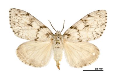 冥毒蛾 Lymantria sinica 雌蟲