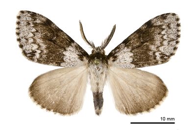 冥毒蛾 Lymantria sinica 雄蟲