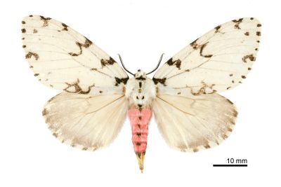 杉氏絡毒蛾 Lymantria sugii 雌蟲