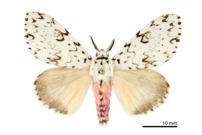 杉氏絡毒蛾 Lymantria sugii 雄蟲