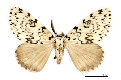 杉氏絡毒蛾 Lymantria sugii 雄蟲