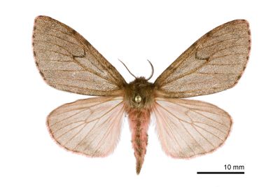 L紋灰毒蛾 Lymantria umbrifera 雌蟲