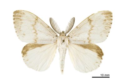 木毒蛾 Lymantria xylina xylina 雄蟲