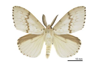 木毒蛾 Lymantria xylina xylina 雄蟲